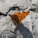 J16_1786 Southern Comma
