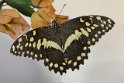 J17_0132 Citrus Swallowtail