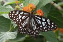 J17_2906 Black-veined Tiger