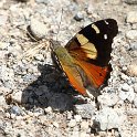 J17_3967 Yellow Admiral