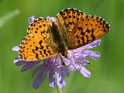 J18_1398 Titania's Fritillary