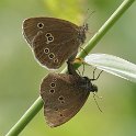 J18_1606 Ringlet