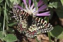 J18_1906 Spanish Festoon