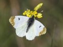 J18_2030 Provence Orange Tip female