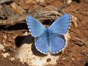 J18_2047 Adonis Blue
