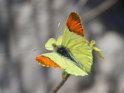J18_2084 Provence Orange Tip male