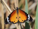 J18_2123 Danaus chrysippus
