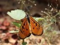 J18_3092 Acraea terpsicore