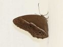 J18_3426 Mycalesis perseus typhlus