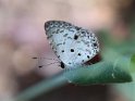 J19_9046 Actyolepis sp