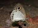 J19_9049 Ypthima ceylonica