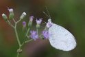 J19_9050 Leptosia nina nina