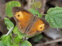 Mycalesis terminus