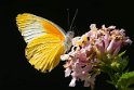 Mylothris agathina