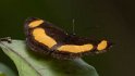 Pantoporia consimilis
