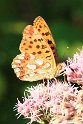 Queen_of_Spain_Fritillary_01