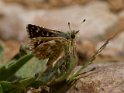 Red Underwing Skipper-1193