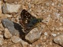 Red Underwing Skipper-1195