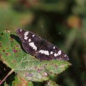Southern_White_Admiral_1