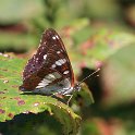 Southern_White_Admiral_2