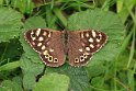 Speckled_Wood_01