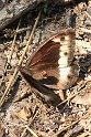 Woodland_Grayling_01