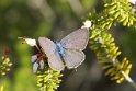 _17C0553 Lang's Short-tailed Blue