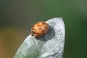 10 Spot IMG_8898_10-spot_Ladybird