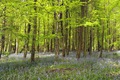 Bluebell Wood