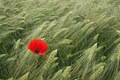 Poppy In Billy's Cornfield