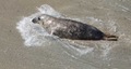 Seal beaching