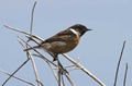 Stonechat