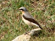 Wheatear on Pentire Thingy