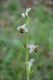 Bee Orchid