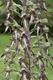 Lizard Orchid