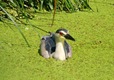 Night heron