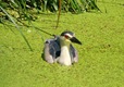 Night heron