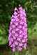 Pyramid Orchid