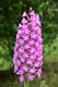 Pyramid Orchid