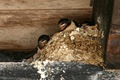 Baby swallows in their nest