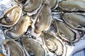 Oysters