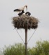 Stork nest