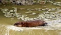 Water vole