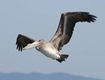 Brown Pelican leaving Drake's Beach