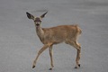 Dillon Beach fawn