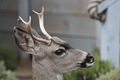 Dillon Beach stag