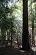 Carol being dwarfed by a giant sequoia trunk