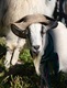 Sartorially Bohemian Graton goat