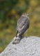 Obliging American Kestrel