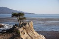 The Lone Cypress on 17-Mile Drive